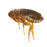 Bekämpfung von Käfern - A. & B. Kessner Schädlingsbekämpfung 